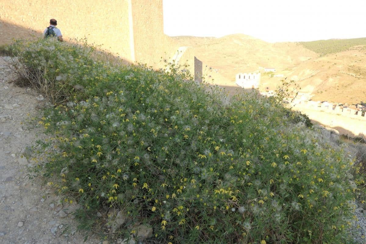 Clematis orientale 11
