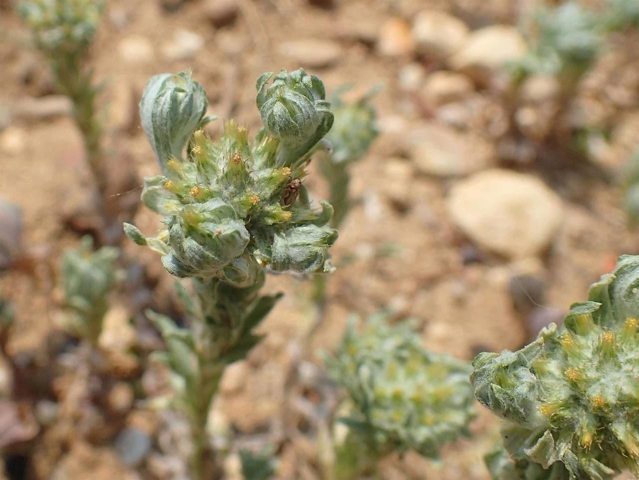 Bambagia spatolata 15