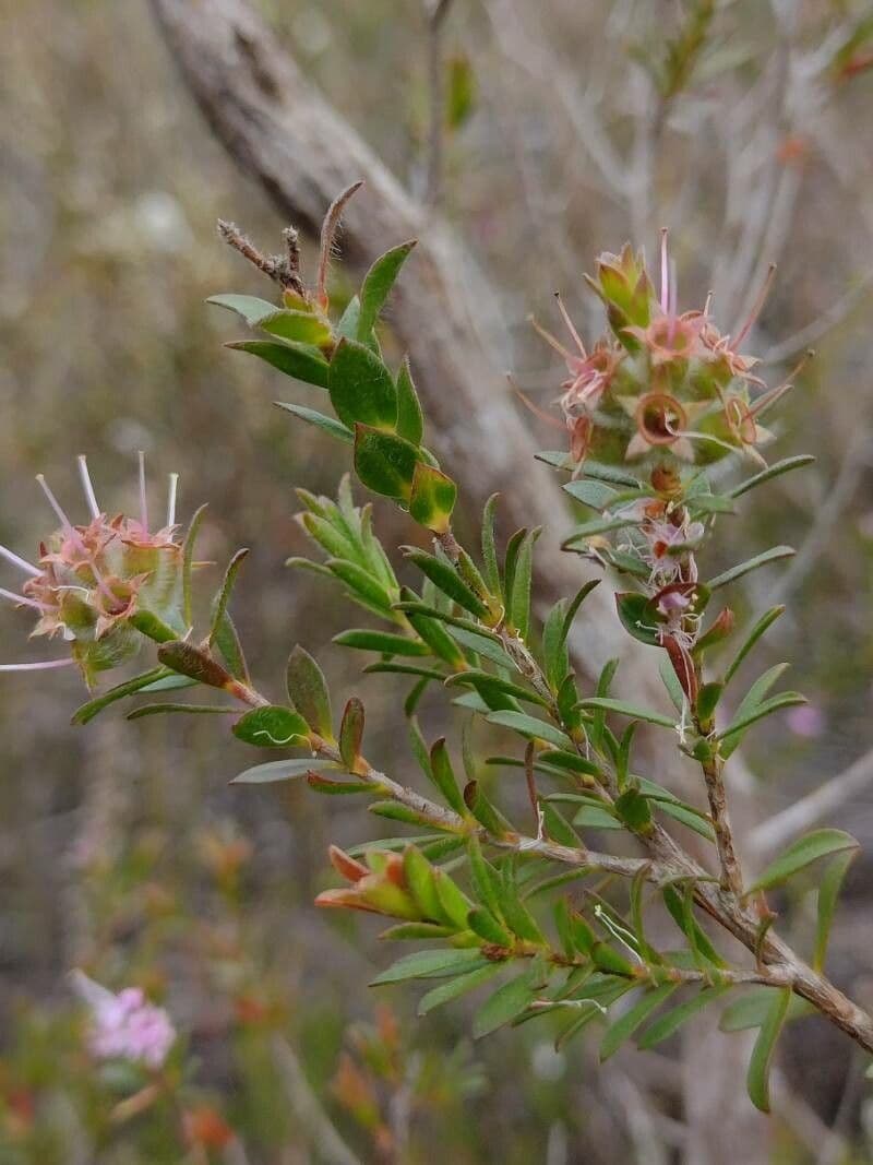 Kunzea 8