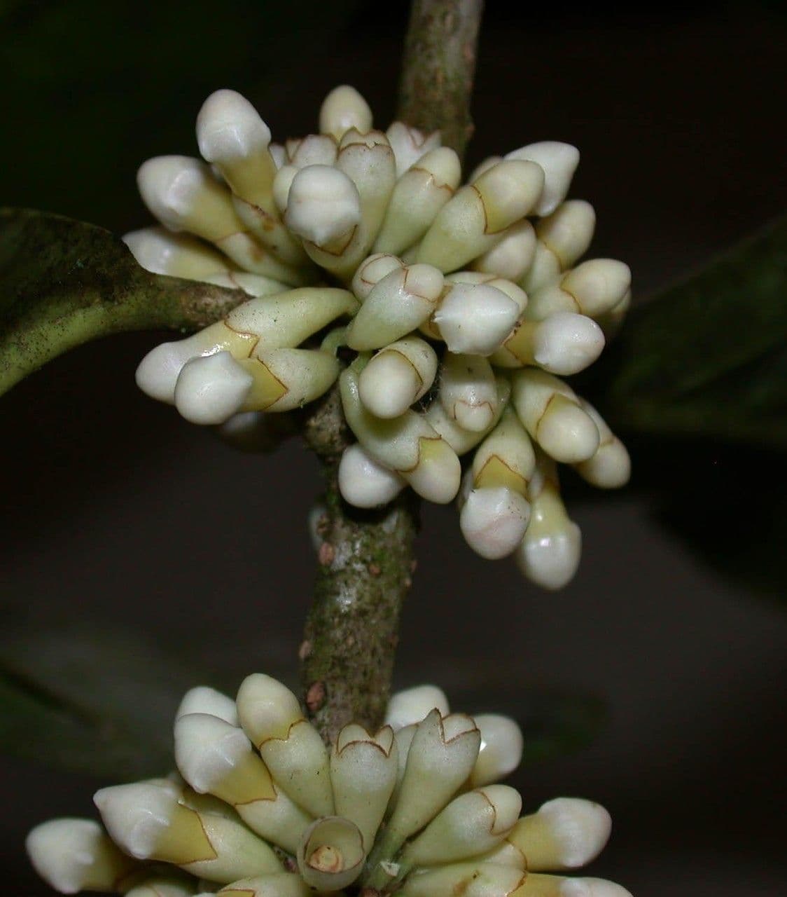 Schlegelia parviflora 5
