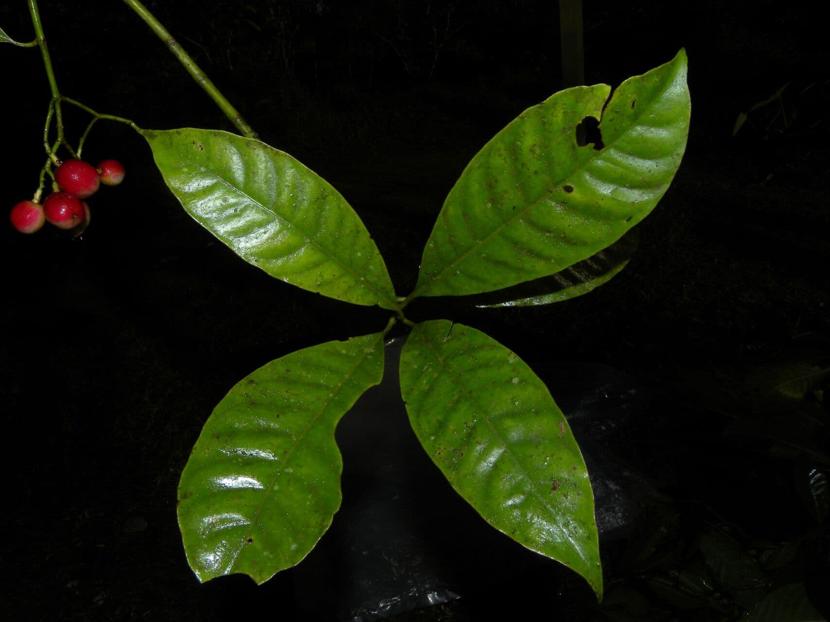 Chrysochlamys glauca 13