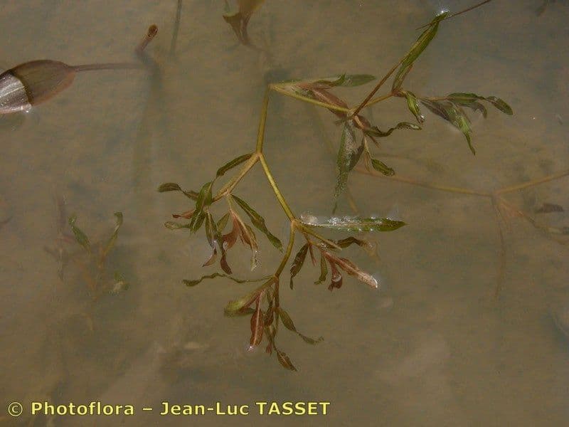 Gras-Laichkraut 20