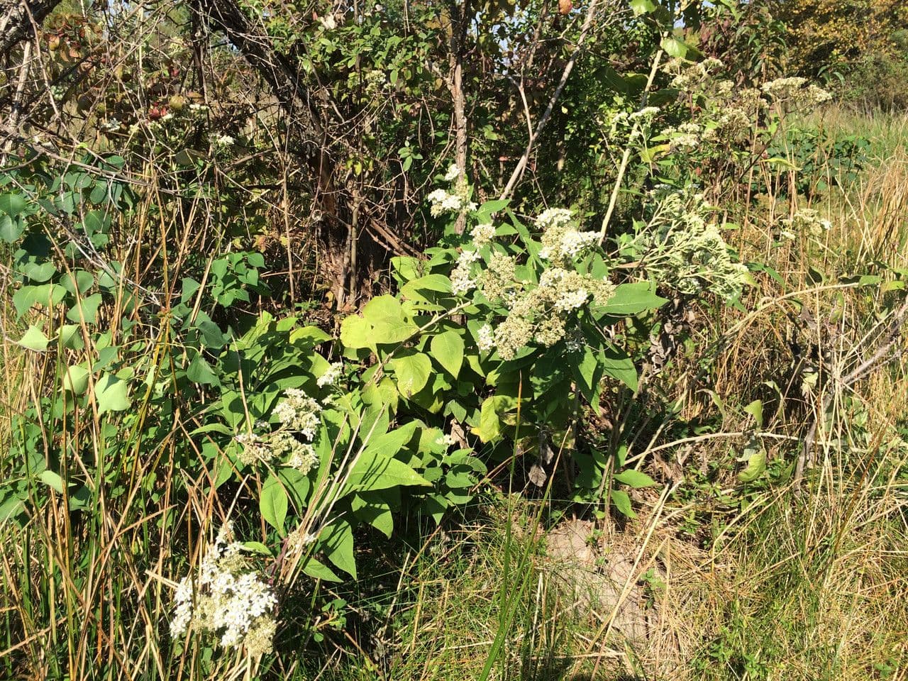 Jungfern-Silberblatt 12