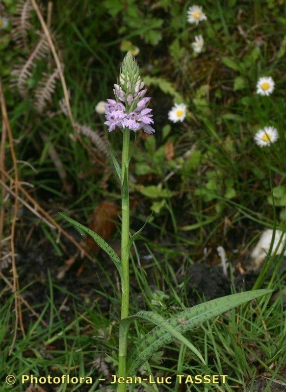 Orchide a labbro a cuneo 8