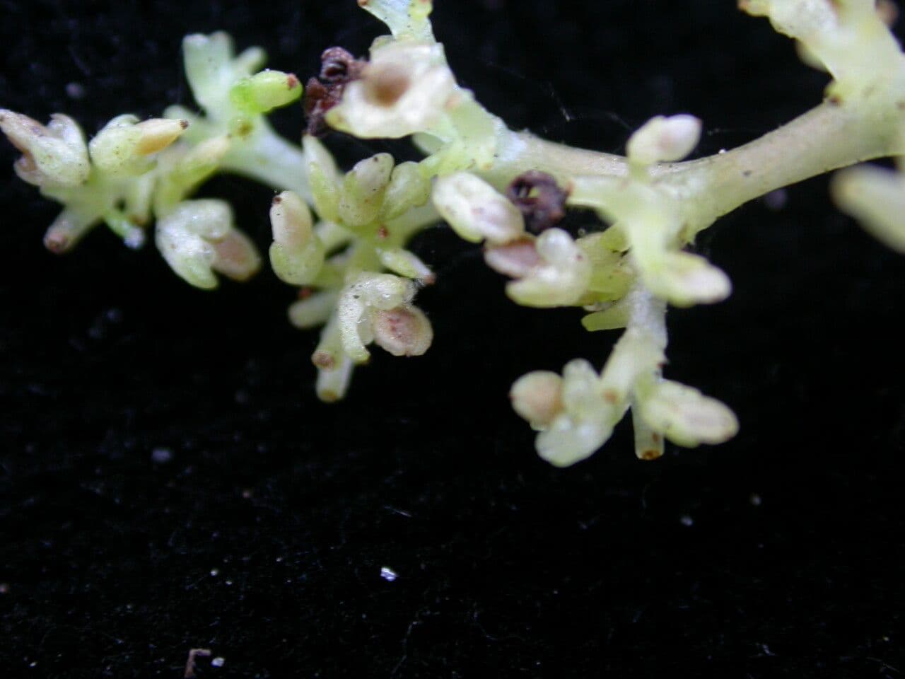 Pilea 3