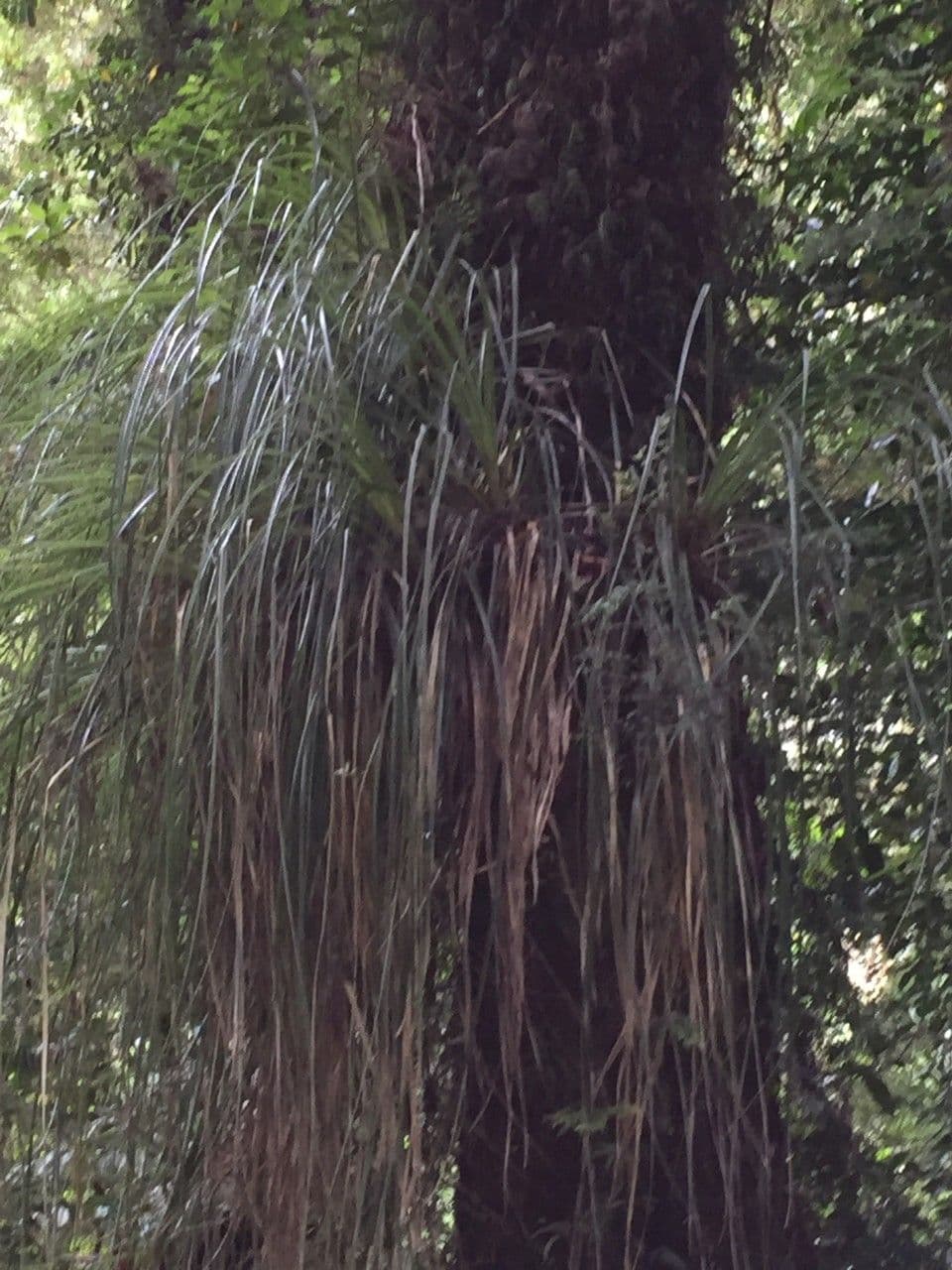 Fascicularia 21