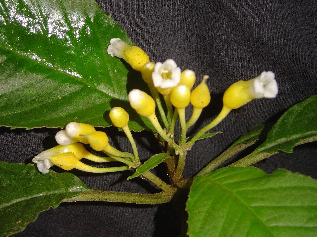 Besleria 3