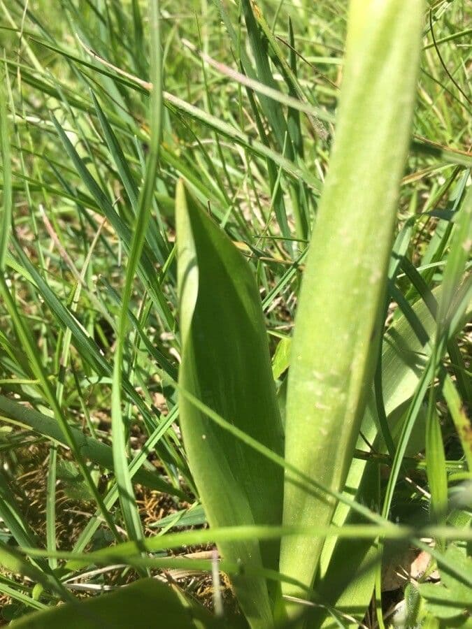 Orchidea militare 14