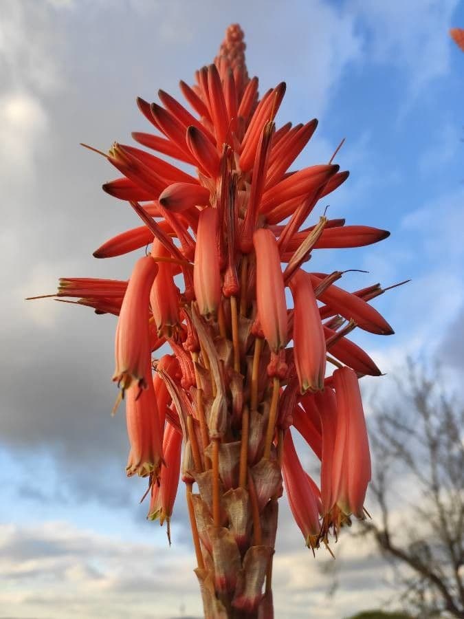 Aloe 2