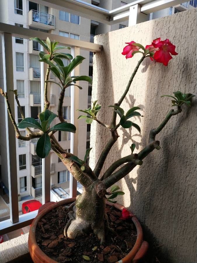 Lilipop impala 20
