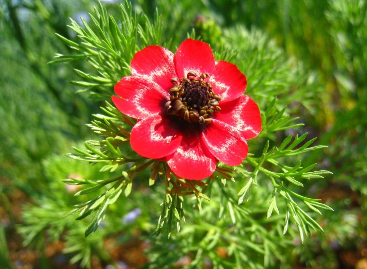 Adonis microcarpa 8