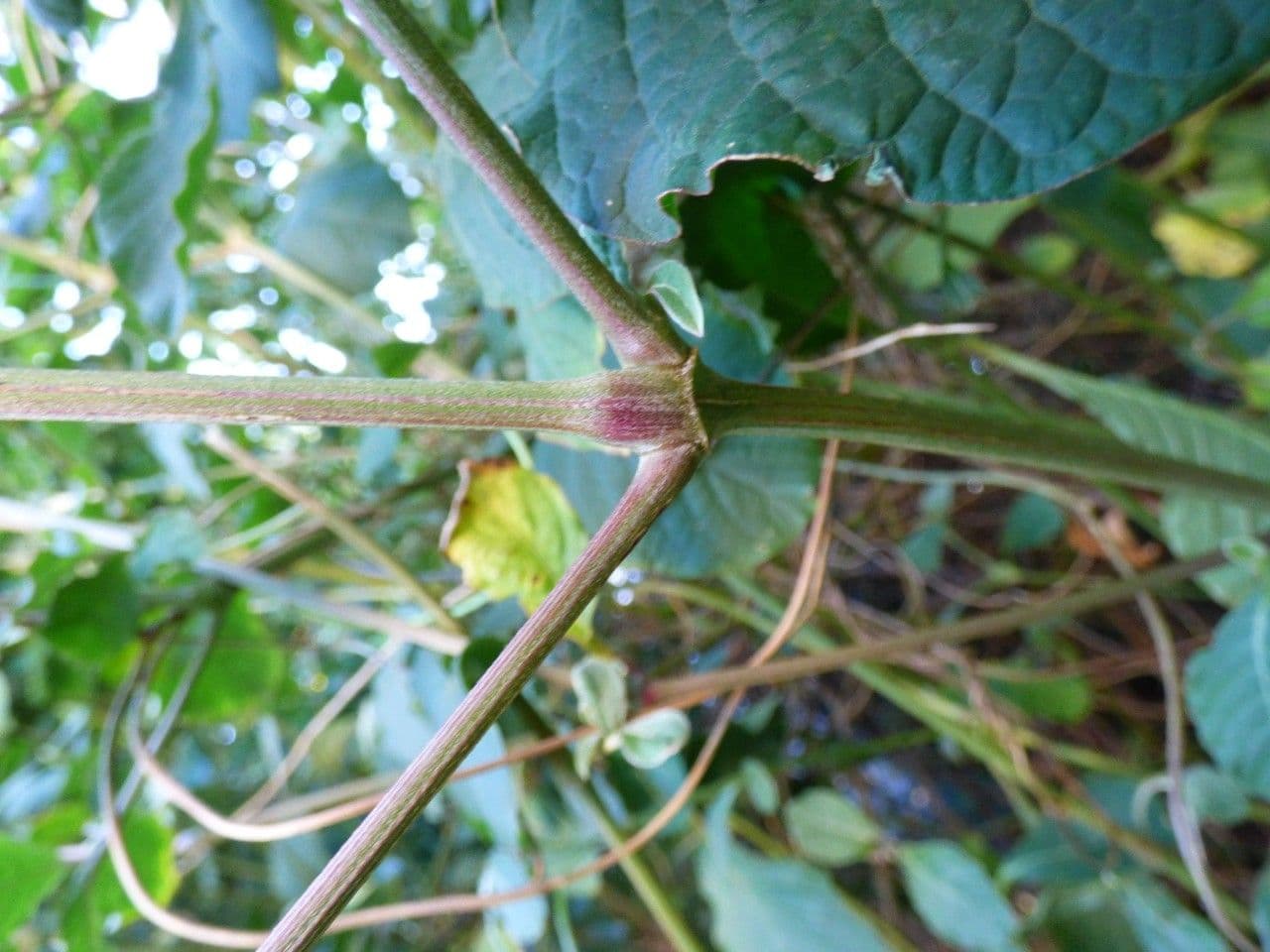 Achyranthes aspera 25