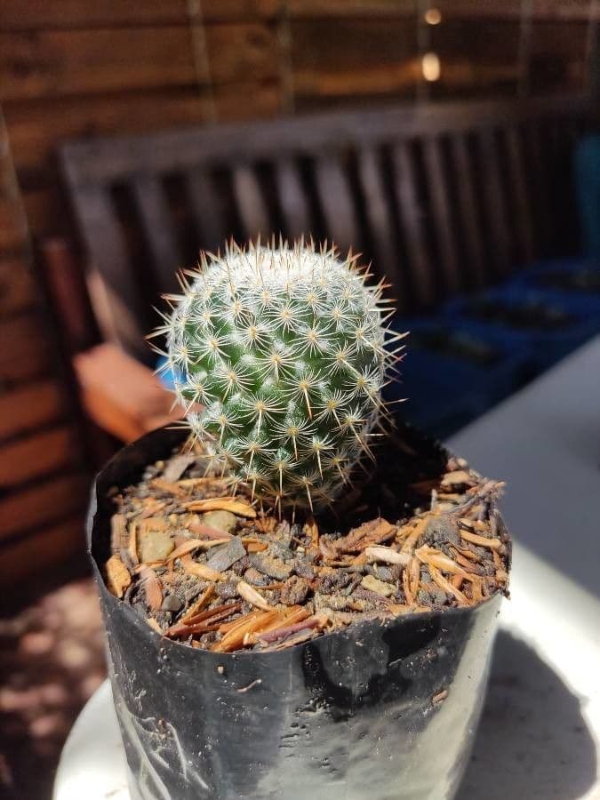 Kakteus lasiacantha 15