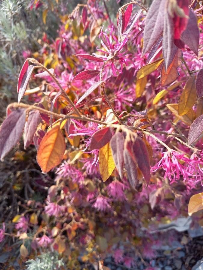 Loropetalum cinese