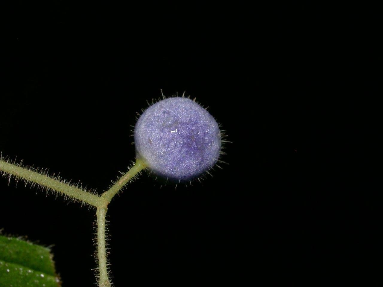 Miconia 16