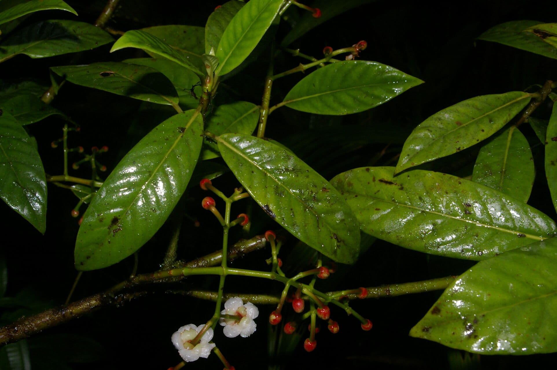 Chrysochlamys 11