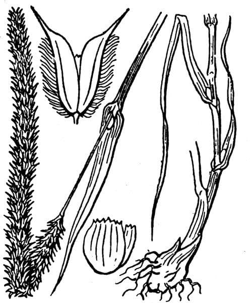 Codolina 27