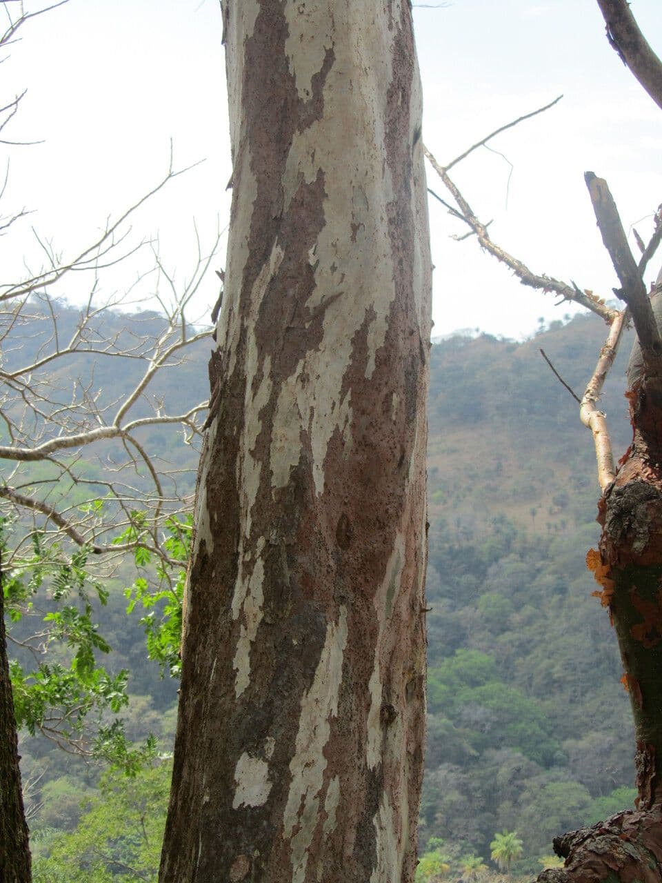 Triplaris 7