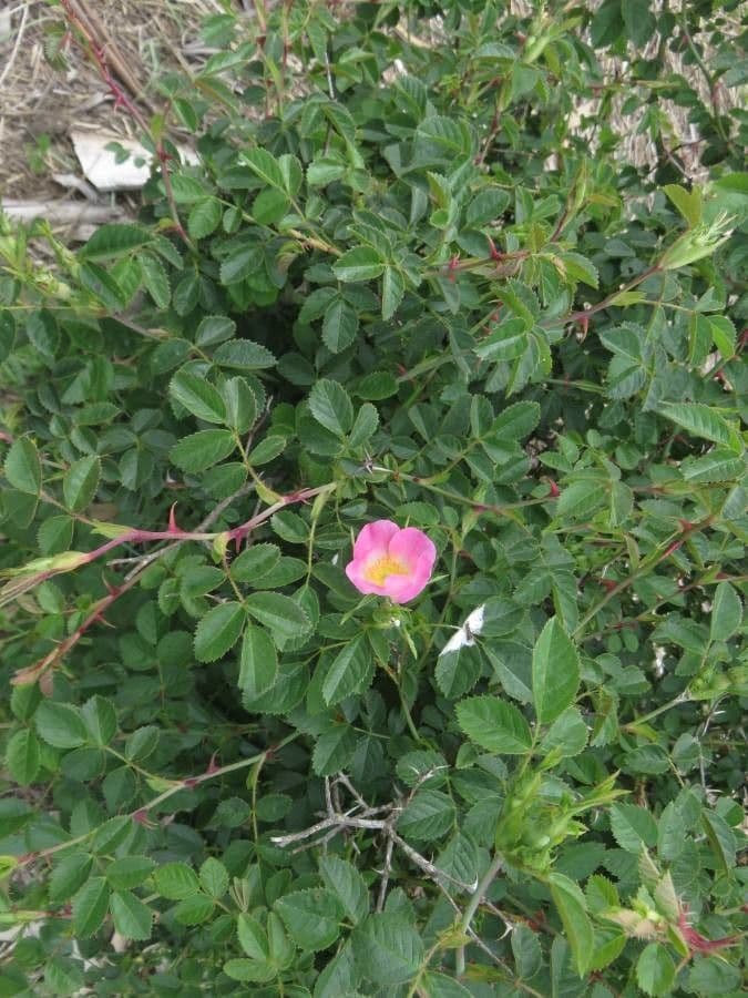 Wein-Rose 29