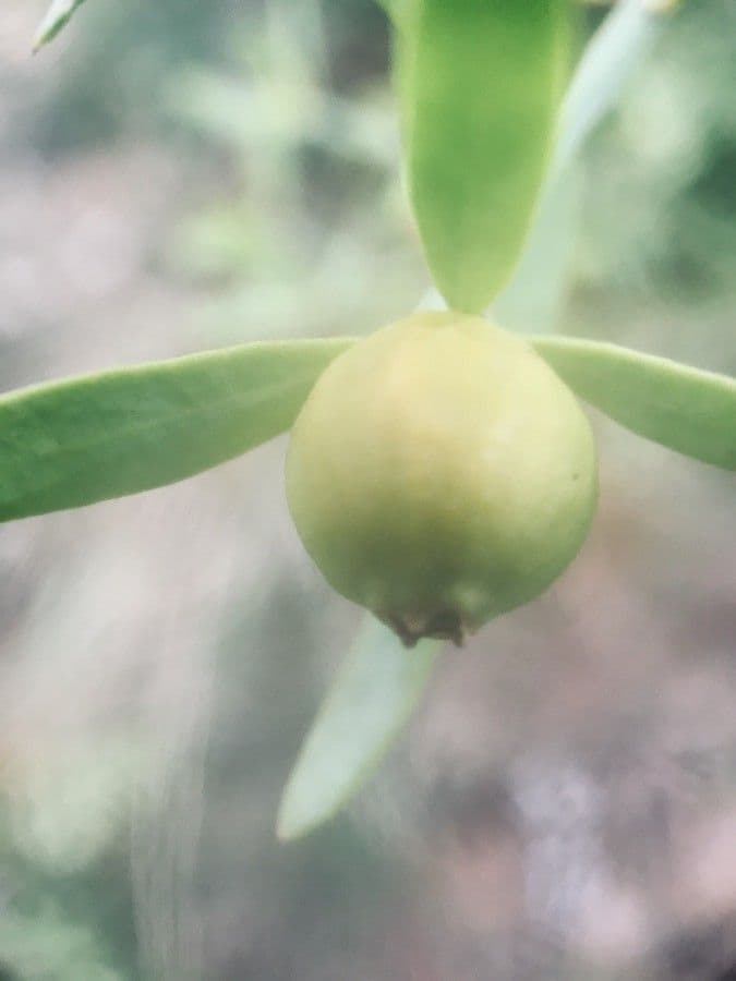Metastelma Liesnera