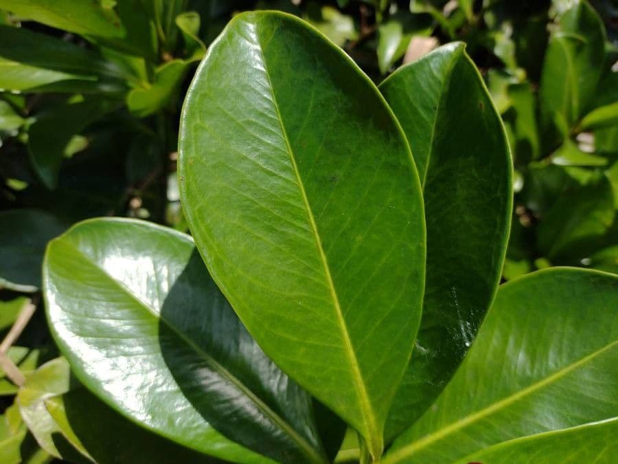 Ardisia révolutée 18