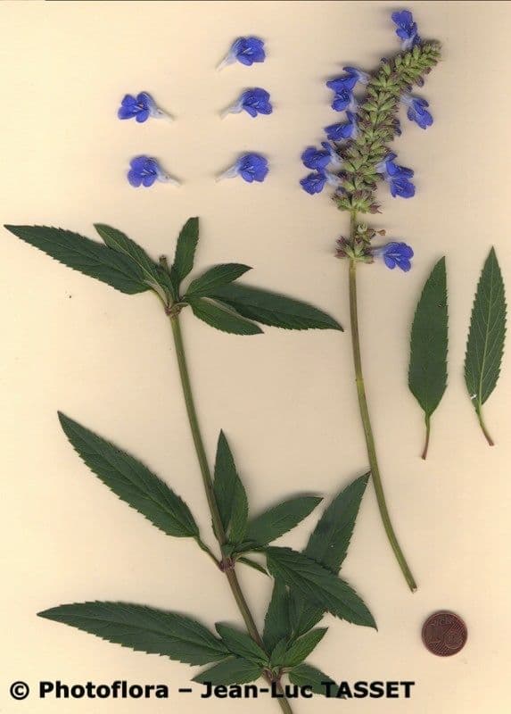Bog sage 22