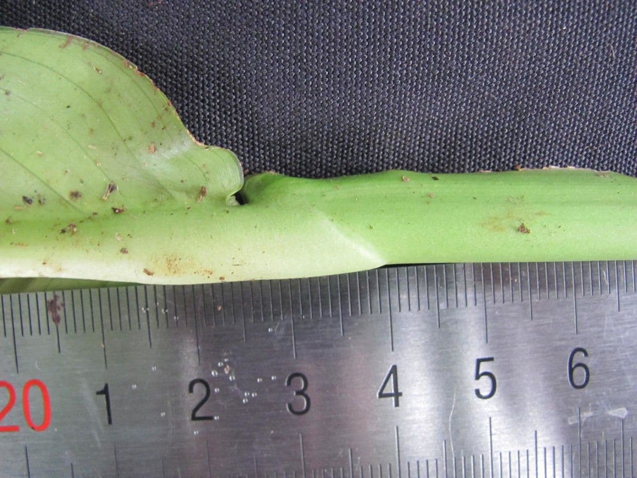 Rhodospatha 6