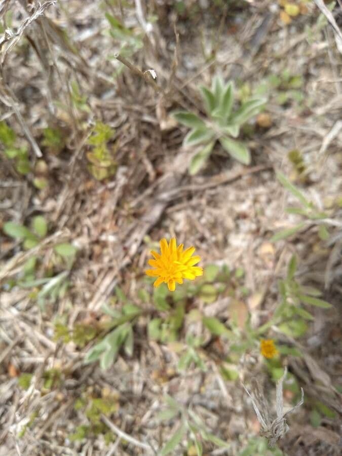 Krigia virginiana 7