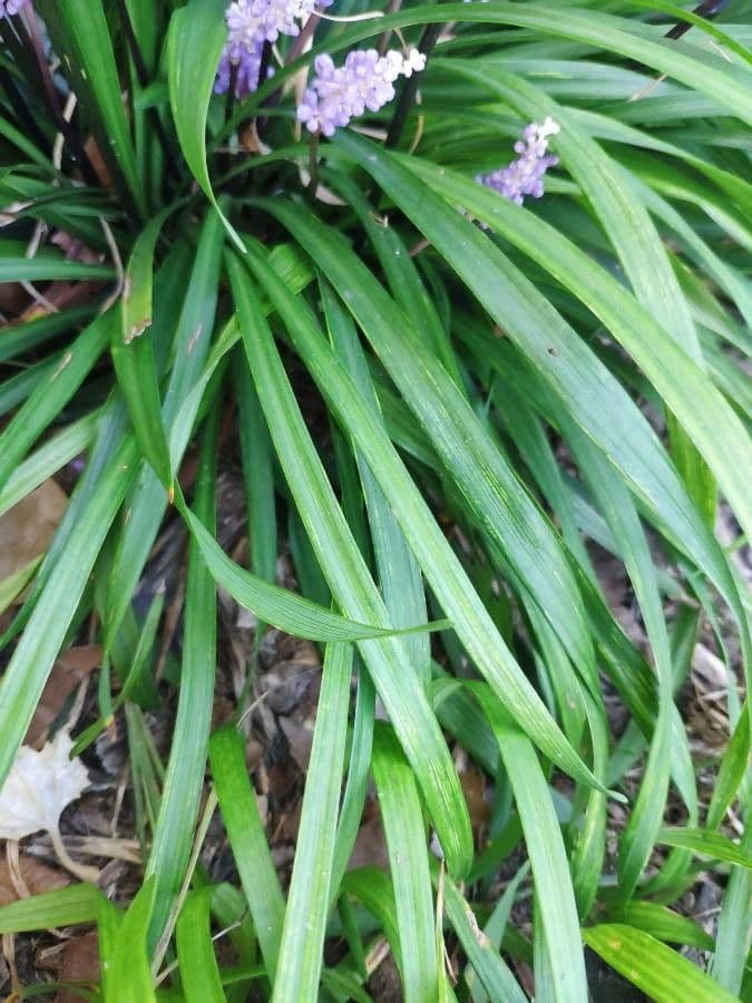 Liriope 18