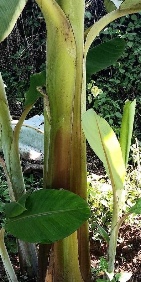 Bananovník“, “ 22