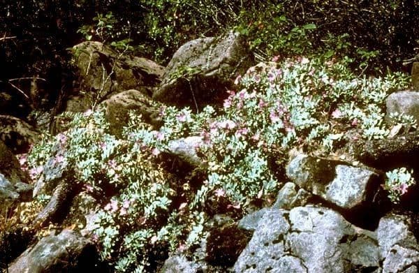 Epilobio rigido 3