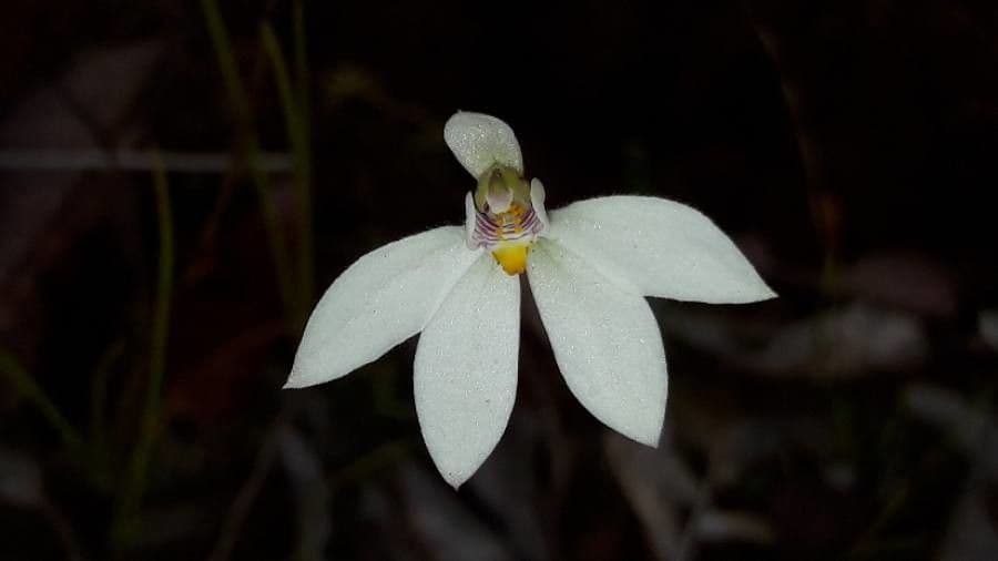 Caladenia 5