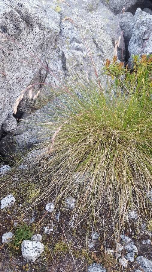 Festuca varia 5