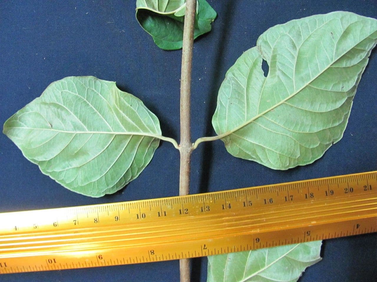 Banisteriopsis muricata 11