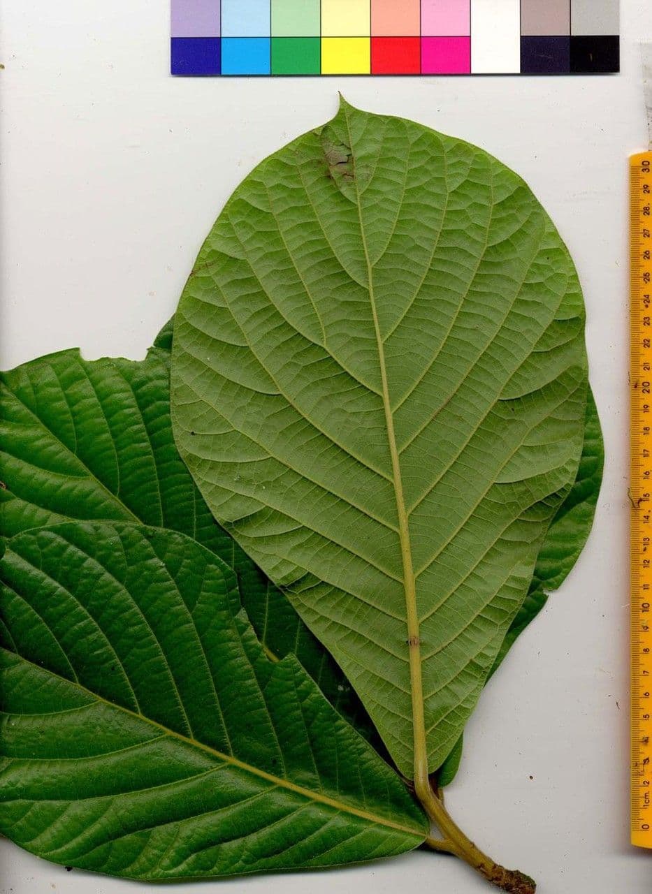 Ocotea 11