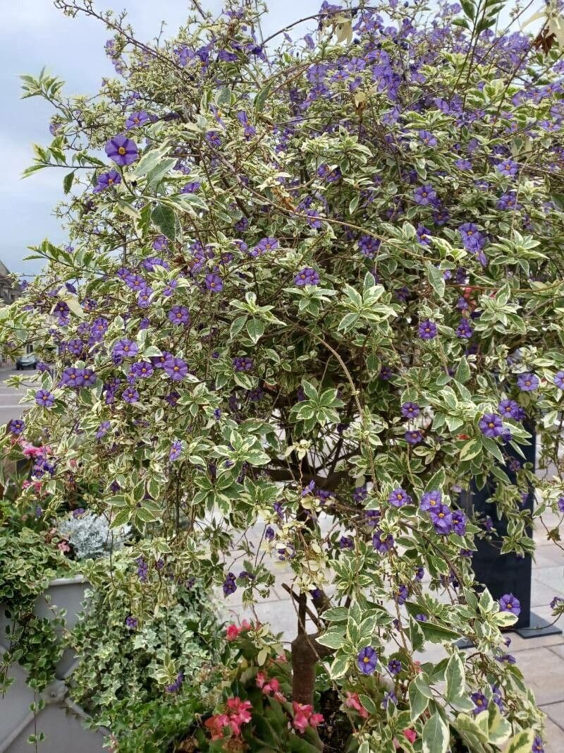 Lycianthes 29