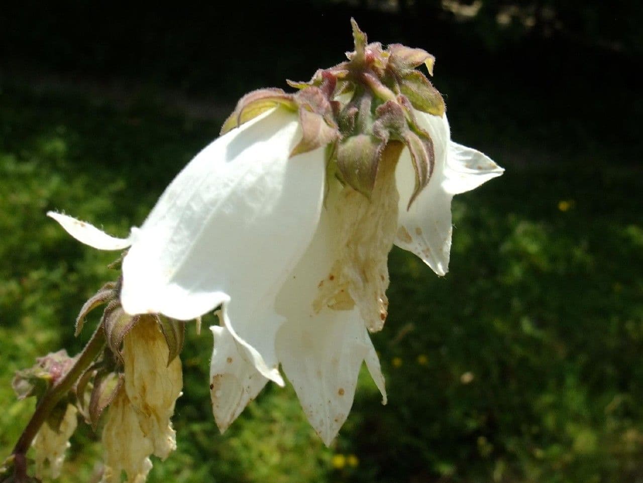 Campanula 5