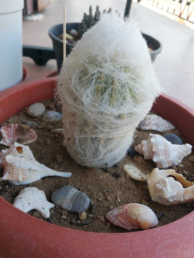 Espostoa 20
