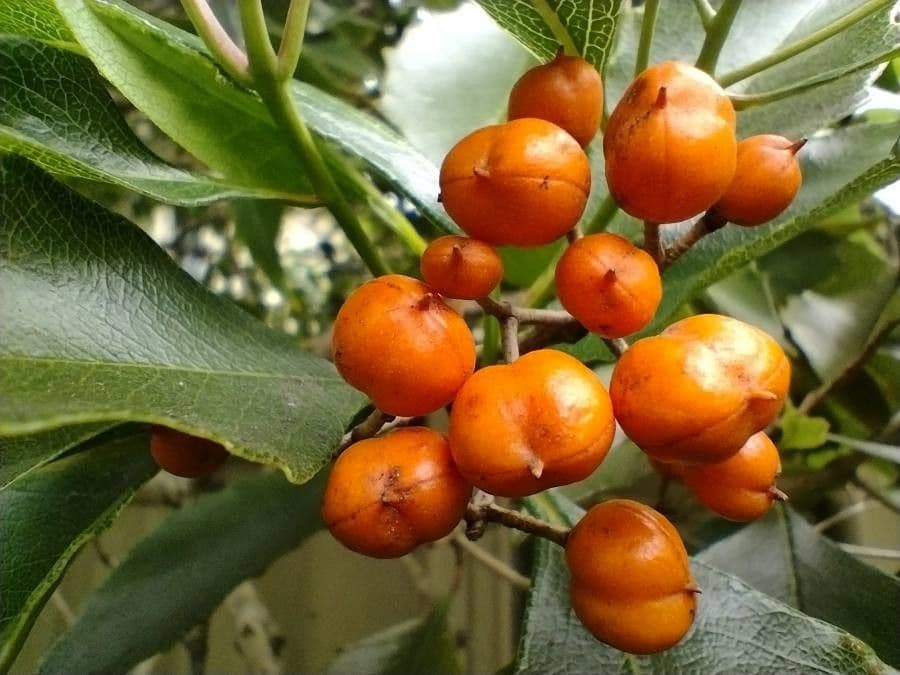 Auranticarpa rhombifolia 2