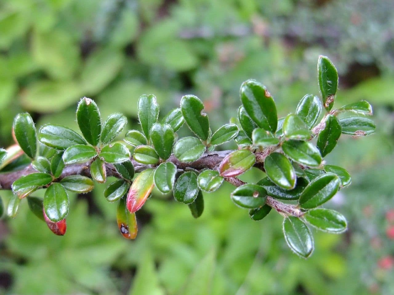 Cotoneaster de hoja entera 28