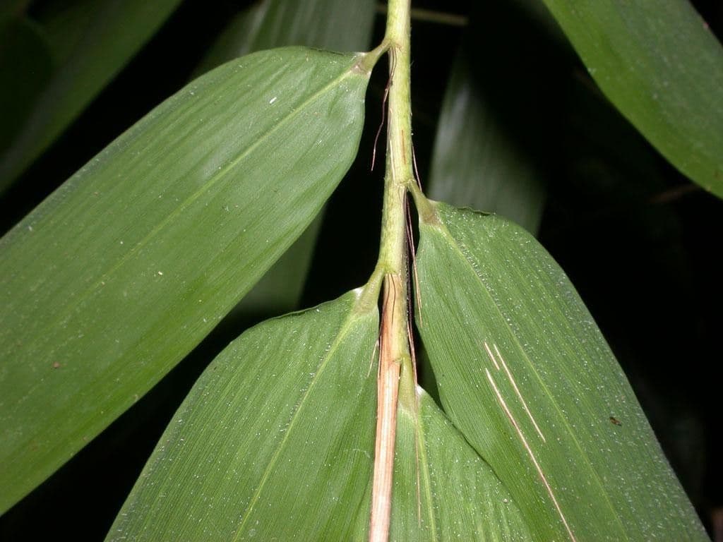 Elytrostachys 8