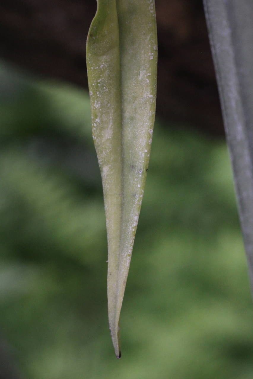 Octomeria 12