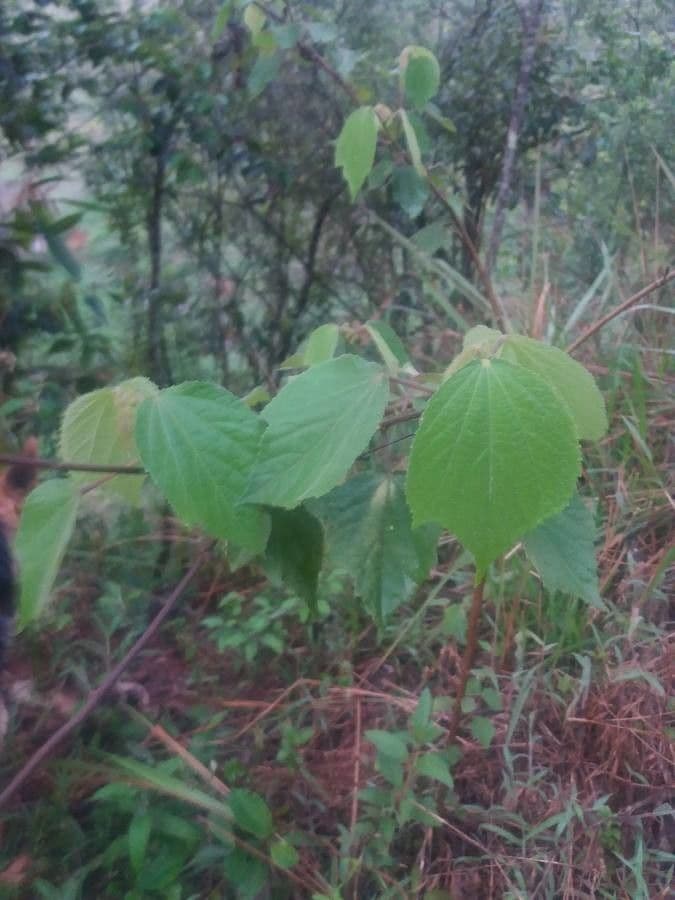 Triumfetta trilobata 18