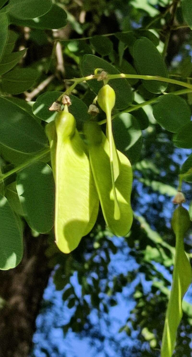 Tipu-Baum