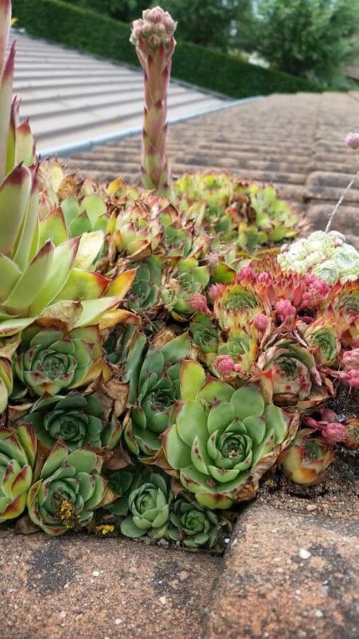 Semprevivo maggiore 27