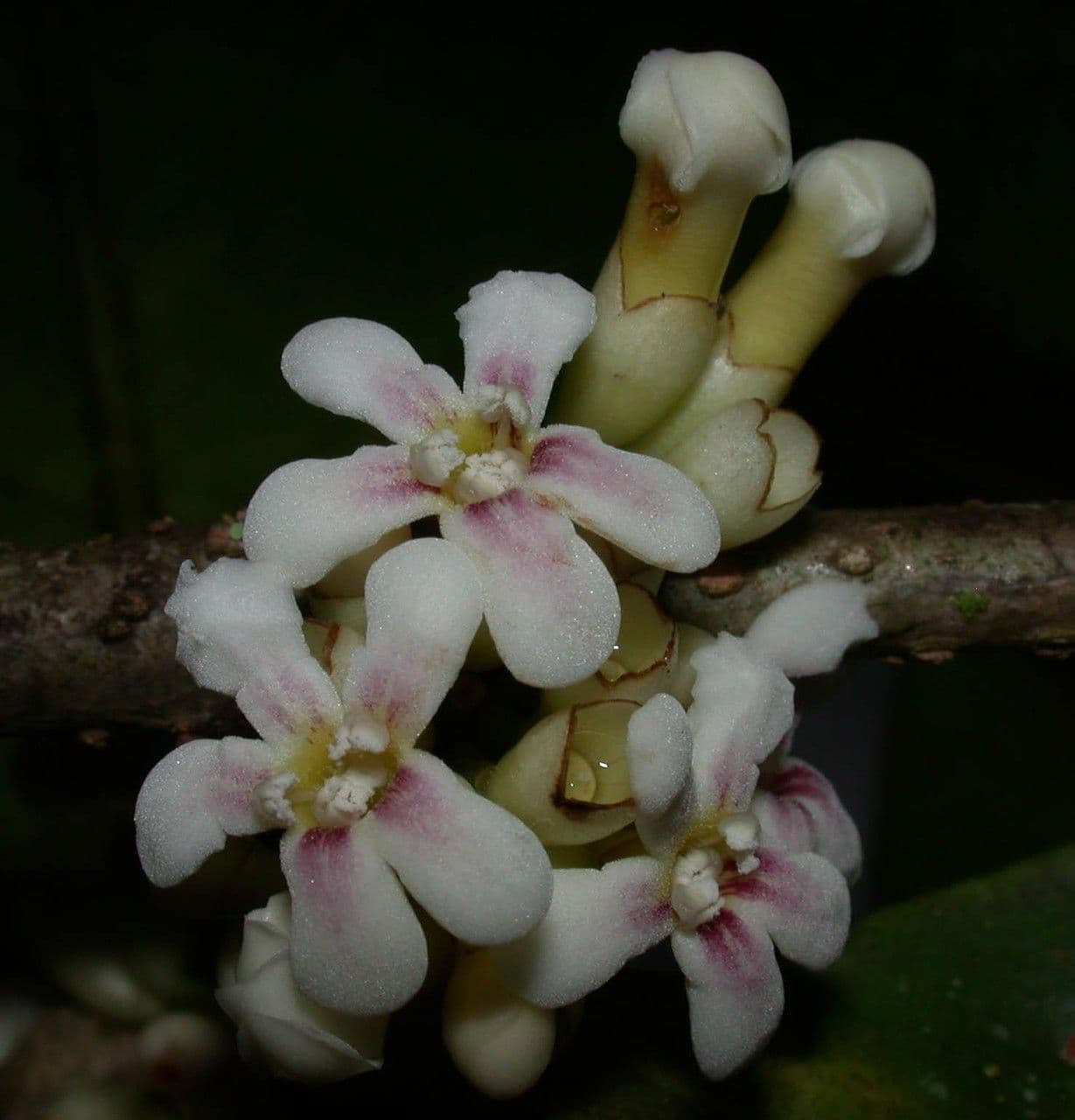 Schlegelia parviflora 7