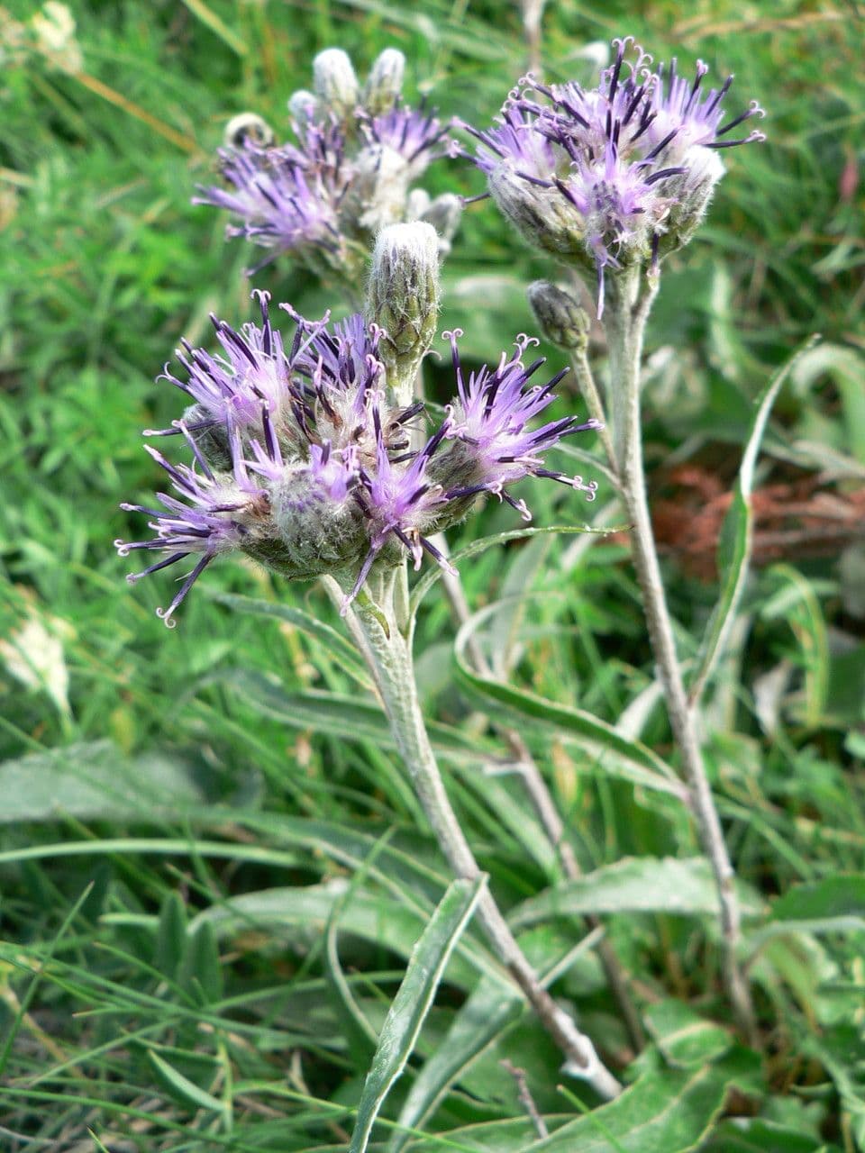 Saussurea discolor 14