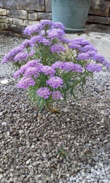 Iberka okolíkatá 15