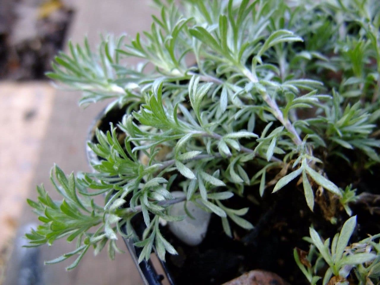 Artemisia a ombrella 17
