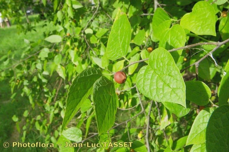 Dwarf hackberry 10
